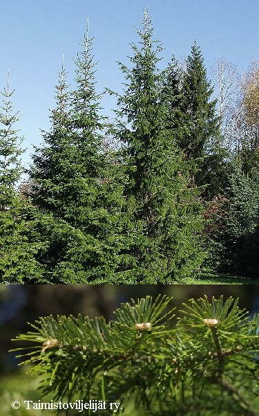 Abies sibirica